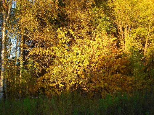 28186 (a): :1024x768